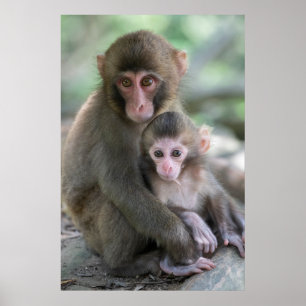 Kutest Baby Animals Japanse apen Poster