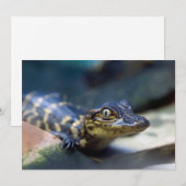 Kutest Baby Animals | Jonge Alligator Bedankkaart (Voorkant / Achterkant)
