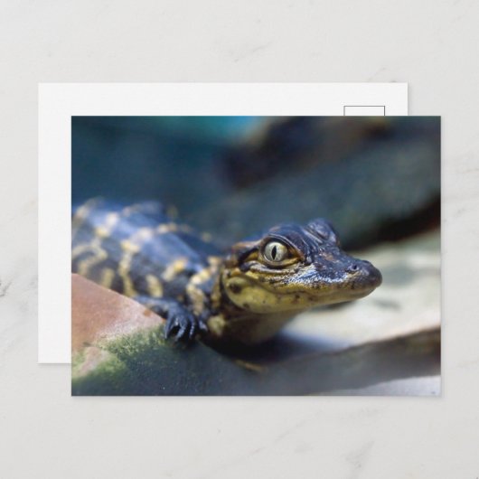 Kutest Baby Animals | Jonge Alligator Briefkaart (Voorkant / Achterkant)