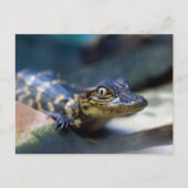 Kutest Baby Animals | Jonge Alligator Briefkaart (Voorkant)