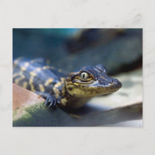 Kutest Baby Animals   Jonge Alligator Briefkaart