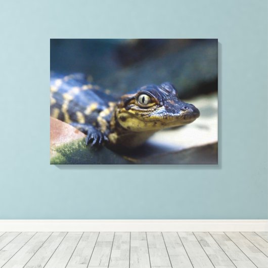 Kutest Baby Animals | Jonge Alligator Canvas Afdruk (Insitu (Houten vloer))