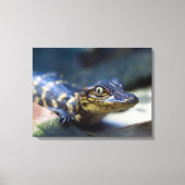 Kutest Baby Animals | Jonge Alligator Canvas Afdruk (Voorkant)