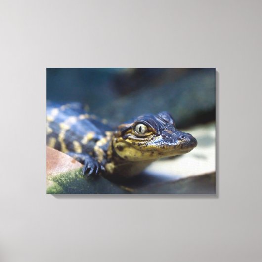 Kutest Baby Animals | Jonge Alligator Canvas Afdruk (Voorkant)