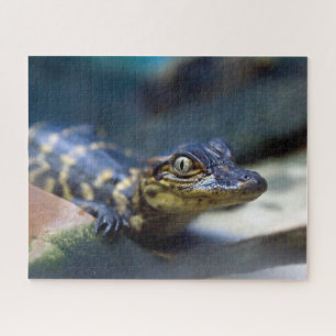 Kutest Baby Animals   Jonge Alligator Legpuzzel