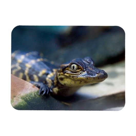 Kutest Baby Animals | Jonge Alligator Magneet (Horizontaal)