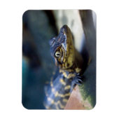 Kutest Baby Animals | Jonge Alligator Magneet (Verticaal)