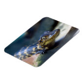 Kutest Baby Animals | Jonge Alligator Magneet (Linkerzijde)