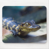 Kutest Baby Animals | Jonge Alligator Muismat (Voorkant)