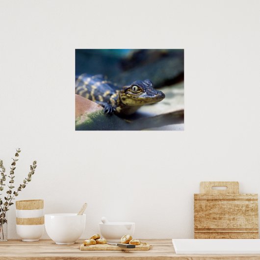 Kutest Baby Animals | Jonge Alligator Poster (Keuken)