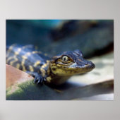 Kutest Baby Animals | Jonge Alligator Poster (Voorkant)