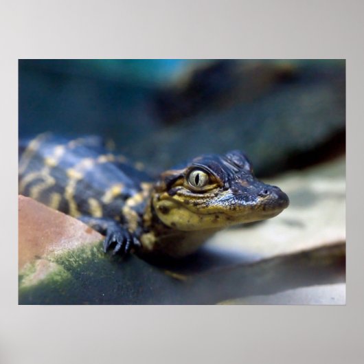Kutest Baby Animals | Jonge Alligator Poster (Voorkant)