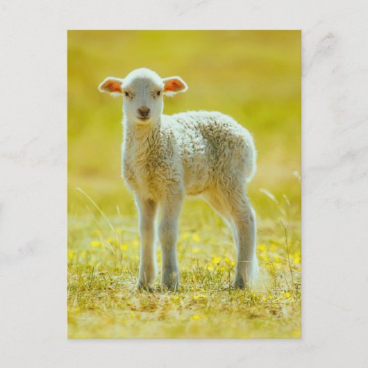Kutest Baby Animals | Jonge schapen Briefkaart (Voorkant)
