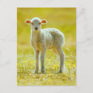 Kutest Baby Animals   Jonge schapen Briefkaart
