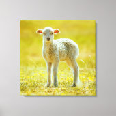 Kutest Baby Animals | Jonge schapen Canvas Afdruk (Voorkant)