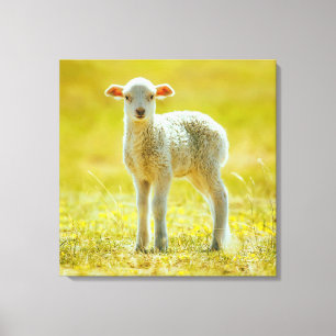 Kutest Baby Animals   Jonge schapen Canvas Afdruk