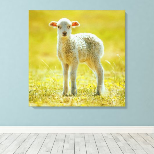 Kutest Baby Animals | Jonge schapen Canvas Afdruk (Insitu (Houten vloer))