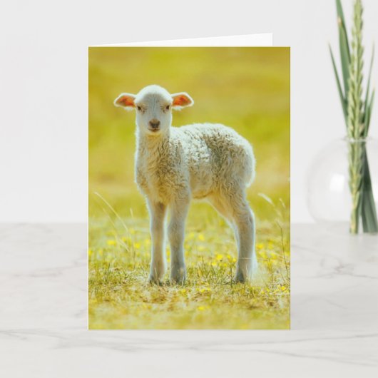 Kutest Baby Animals | Jonge schapen Kaart (Voorkant)