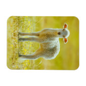 Kutest Baby Animals | Jonge schapen Magneet (Horizontaal)