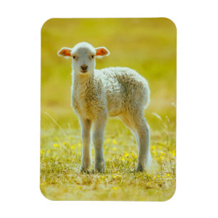 Kutest Baby Animals   Jonge schapen Magneet