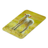 Kutest Baby Animals | Jonge schapen Magneet (Linkerzijde)