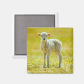 Kutest Baby Animals | Jonge schapen Magneet (Voorkant / Achterkant)