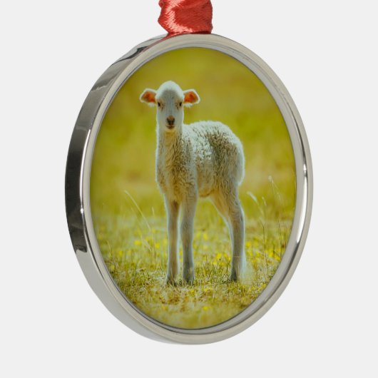 Kutest Baby Animals | Jonge schapen Metalen Ornament (Rechts)