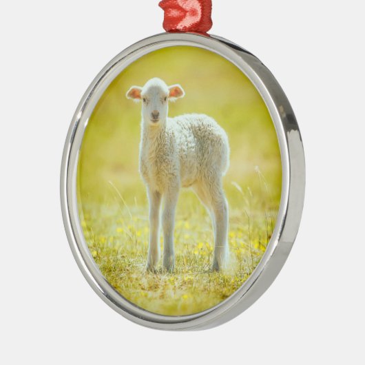 Kutest Baby Animals | Jonge schapen Metalen Ornament (Links)