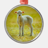 Kutest Baby Animals | Jonge schapen Metalen Ornament (Voorkant)