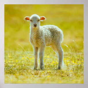 Kutest Baby Animals   Jonge schapen Poster