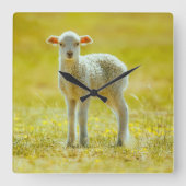 Kutest Baby Animals | Jonge schapen Vierkante Klok (Voorkant)