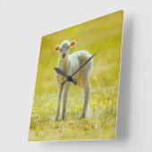 Kutest Baby Animals | Jonge schapen Vierkante Klok (Hoek)