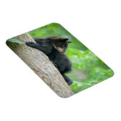 Kutest Baby Animals | Jonge zwarte Beer Cub Magneet (Rechterzijde)