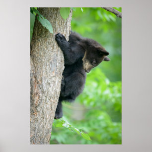 Kutest Baby Animals Jonge zwarte Beer Cub Poster