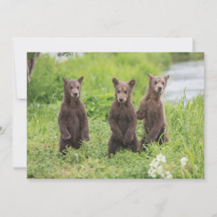 Kutest Baby Animals Kamchatka Brown Beer Cubs Bedankkaart