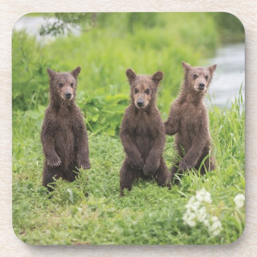 Kutest Baby Animals | Kamchatka Brown Beer Cubs Bier Onderzetter (Voorkant)