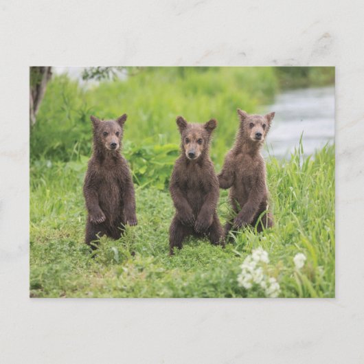 Kutest Baby Animals | Kamchatka Brown Beer Cubs Briefkaart (Voorkant)