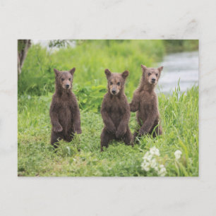 Kutest Baby Animals   Kamchatka Brown Beer Cubs Briefkaart
