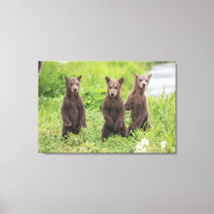 Kutest Baby Animals   Kamchatka Brown Beer Cubs Canvas Afdruk