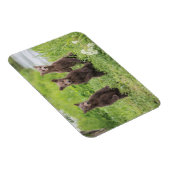 Kutest Baby Animals | Kamchatka Brown Beer Cubs Magneet (Rechterzijde)