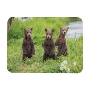 Kutest Baby Animals   Kamchatka Brown Beer Cubs Magneet