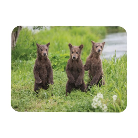 Kutest Baby Animals | Kamchatka Brown Beer Cubs Magneet (Horizontaal)