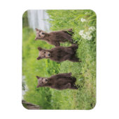 Kutest Baby Animals | Kamchatka Brown Beer Cubs Magneet (Verticaal)