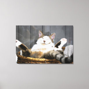 Kutest Baby Animals   Kat in bed Canvas Afdruk