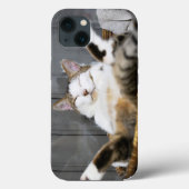 Kutest Baby Animals | Kat in bed Case-Mate iPhone Case (Achterkant)