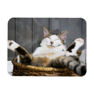 Kutest Baby Animals Kat in bed Magneet