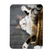 Kutest Baby Animals | Kat in bed Magneet (Verticaal)