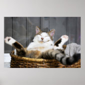 Kutest Baby Animals | Kat in bed Poster (Voorkant)