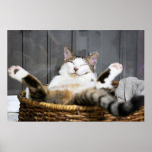 Kutest Baby Animals   Kat in bed Poster