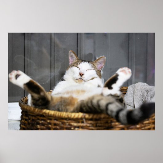 Kutest Baby Animals | Kat in bed Poster (Voorkant)